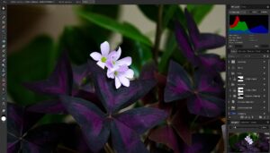 Die 10 Besten Bildbearbeitungsprogramme 2026 | Luminar Neo Blog (7)