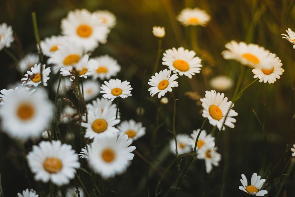 Blumen Fotografieren: So Gelingen Ihnen Perfekte Aufnahmen | Luminar Neo Blog (10)