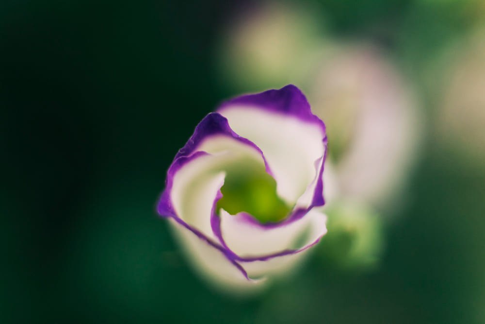 Blumen Fotografieren: So Gelingen Ihnen Perfekte Aufnahmen | Luminar Neo Blog (6)