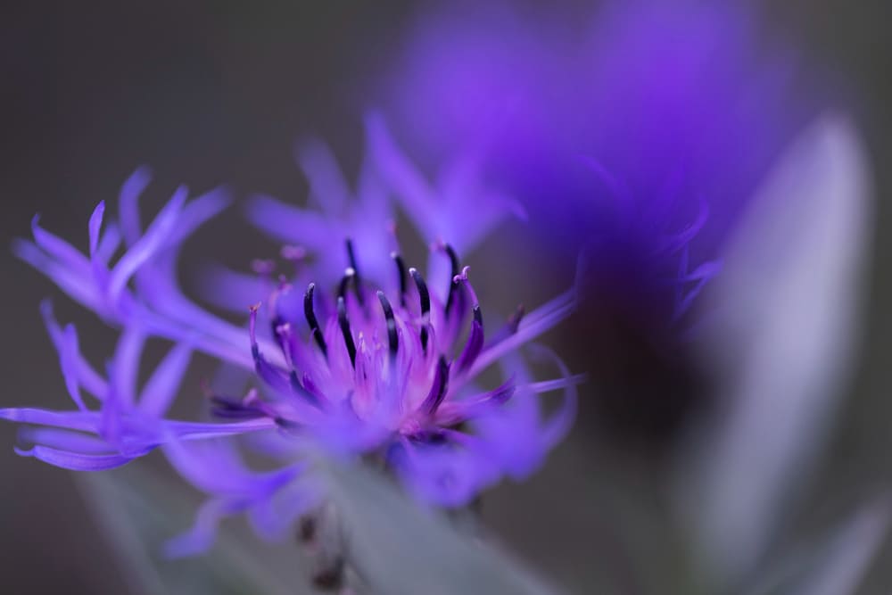 Blumen Fotografieren: So Gelingen Ihnen Perfekte Aufnahmen | Luminar Neo Blog (8)