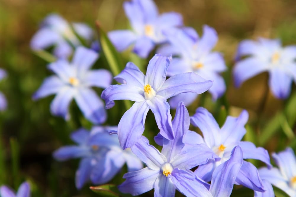 Blumen Fotografieren: So Gelingen Ihnen Perfekte Aufnahmen | Luminar Neo Blog (2)