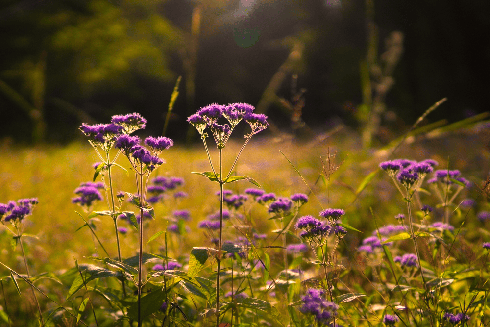 Blumen Fotografieren: So Gelingen Ihnen Perfekte Aufnahmen | Luminar Neo Blog (3)