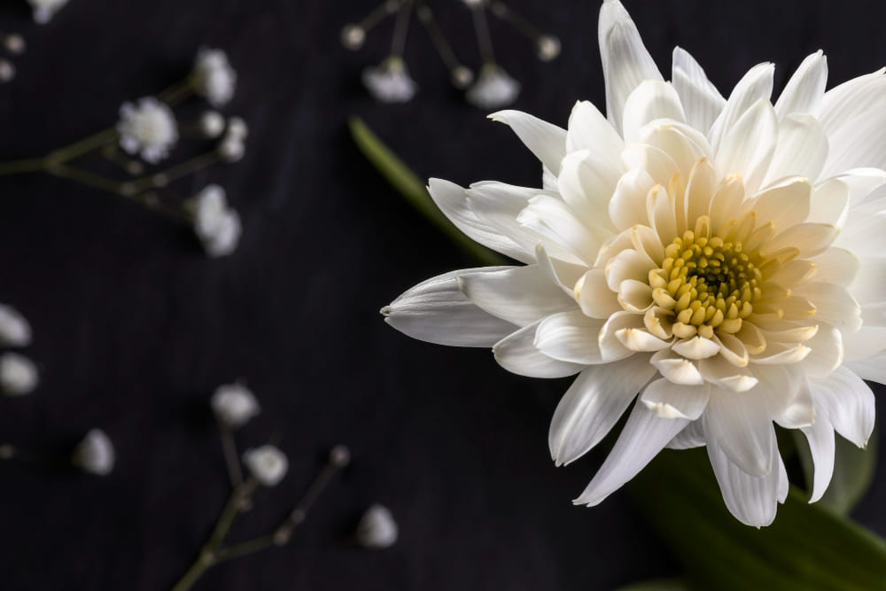 Blumen Fotografieren: So Gelingen Ihnen Perfekte Aufnahmen | Luminar Neo Blog (4)