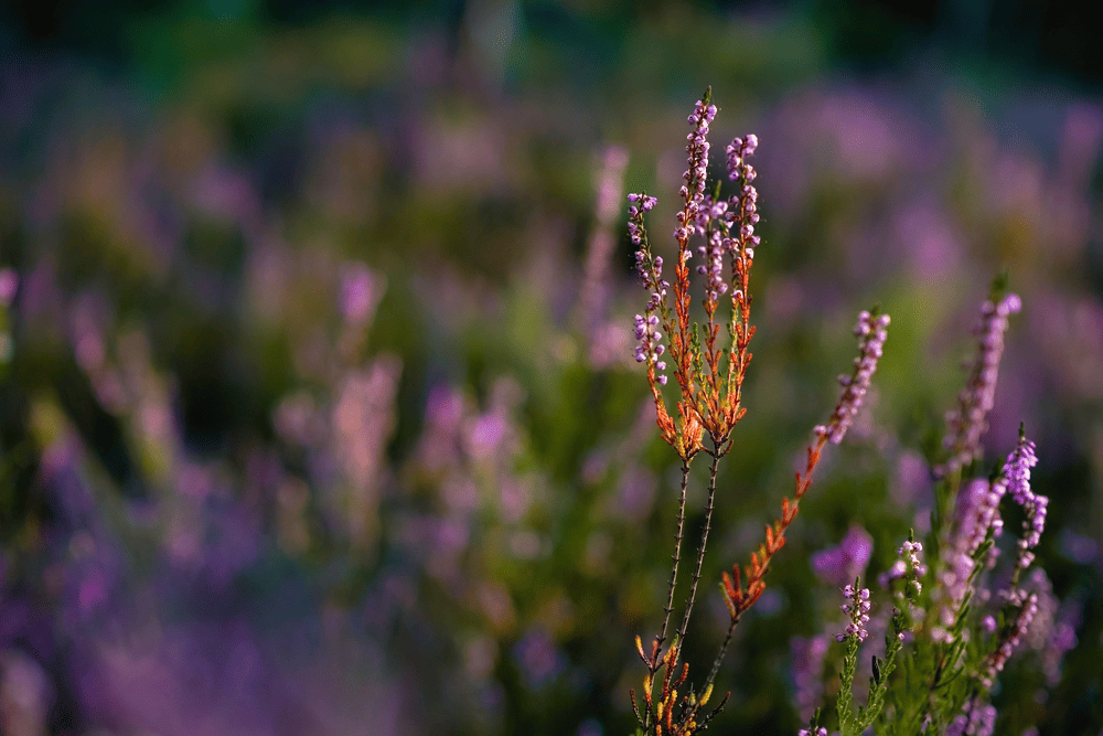 Blumen Fotografieren: So Gelingen Ihnen Perfekte Aufnahmen | Luminar Neo Blog (7)