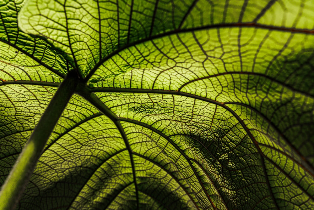Makroaufnahme eines Pflanzenblatts im Gegenlicht | Luminar Neo Blog