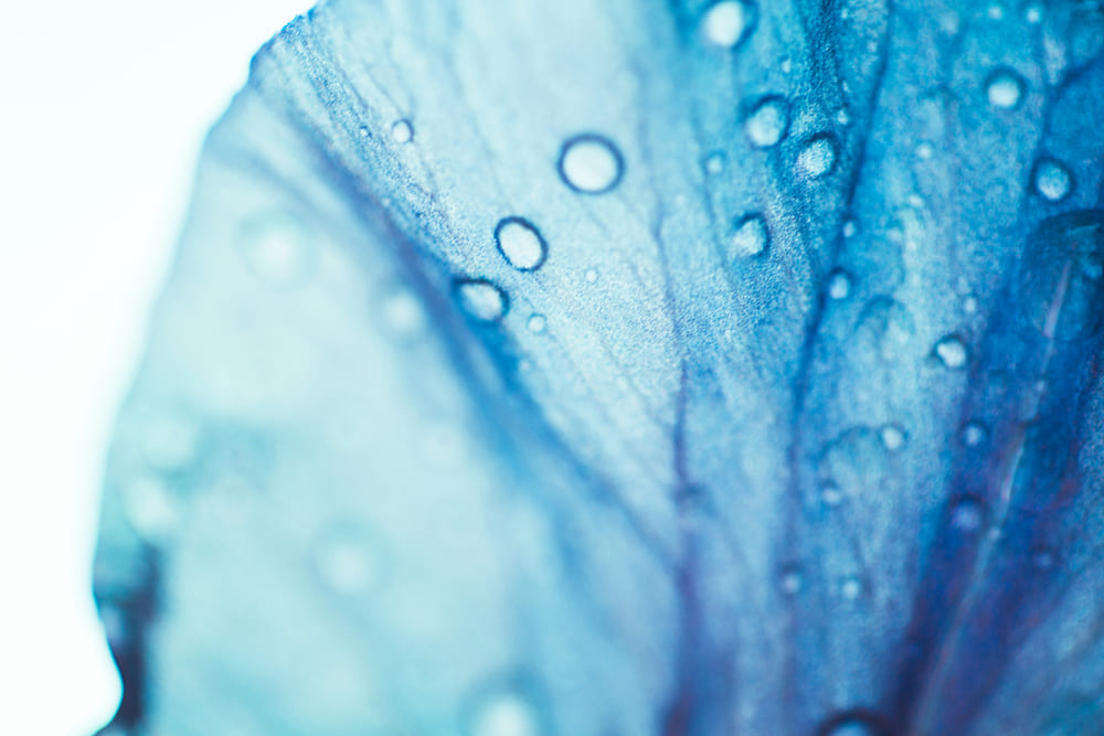 Makrofotografie-Idee: Schönheit im Unscheinbaren | LuminarNeo.de