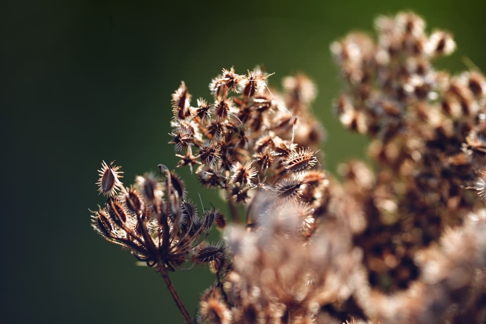 Makroaufnahme von Saatgut und Gräsern | Luminar Neo Blog