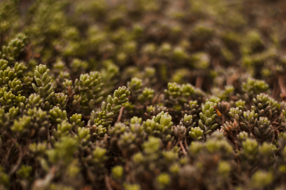 Makroaufnahme von blauem Stoff | Luminar Neo Blog