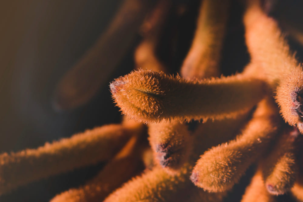 Makroaufnahme der Staubgefäße einer Blume | Luminar Neo Blog