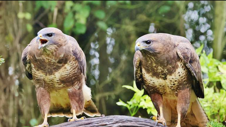 Diese Motive hat der Naturfotograf Germandi 2024 eingefangen | Luminar Neo News