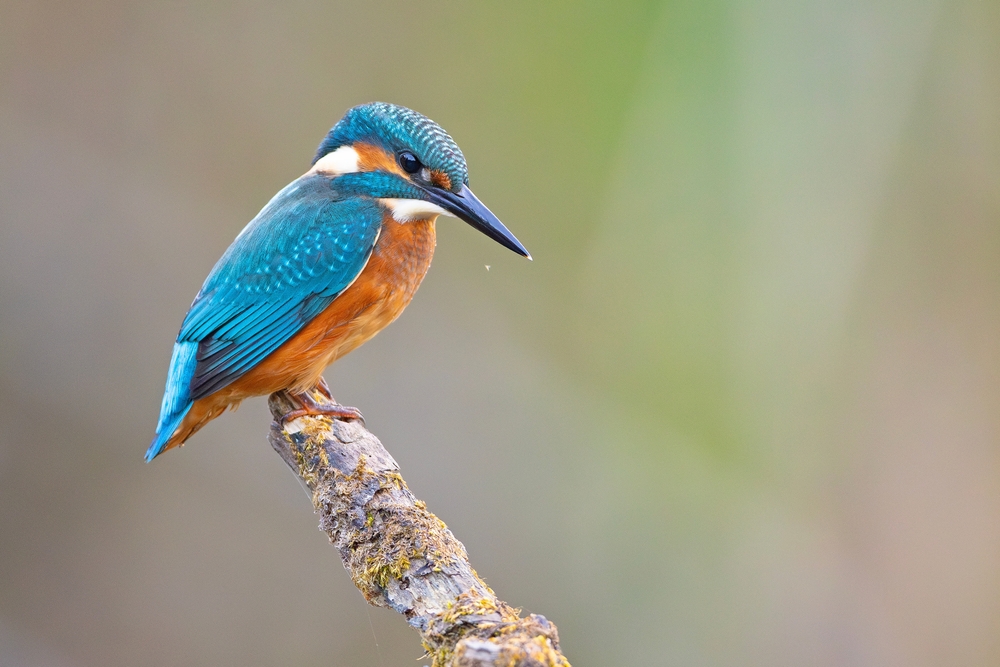 Wunderschöne Nahaufnahme eines Eisvogels | Luminar Neo Blog 