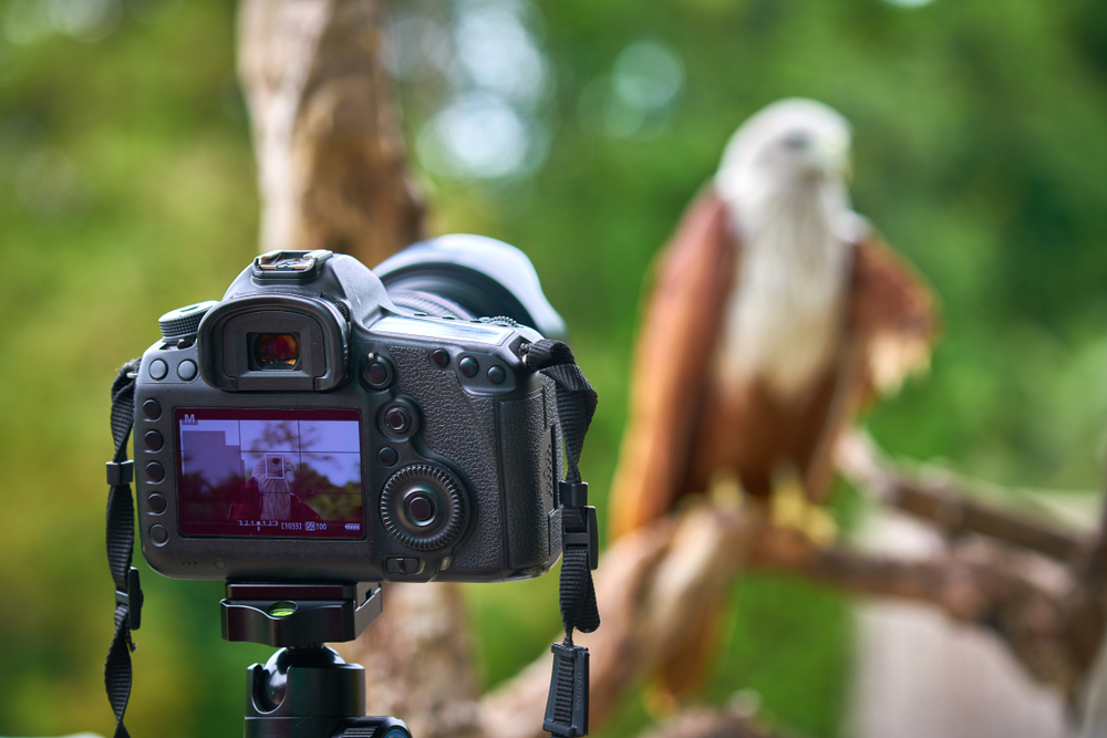 Die besten Kameraeinstellungen für die Vogelfotografie | Luminar Neo Blog 