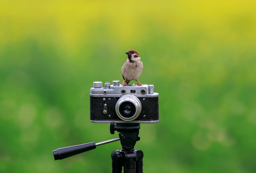 Ein Hüttensänger sitzt auf einer Retro-Kamera | Luminar Neo Blog