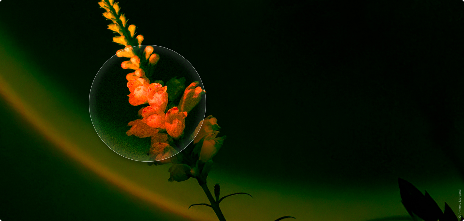 Bildrauschen entfernen mit AI: Anleitung zum Entrauschen von Fotos | Luminar Neo Blog