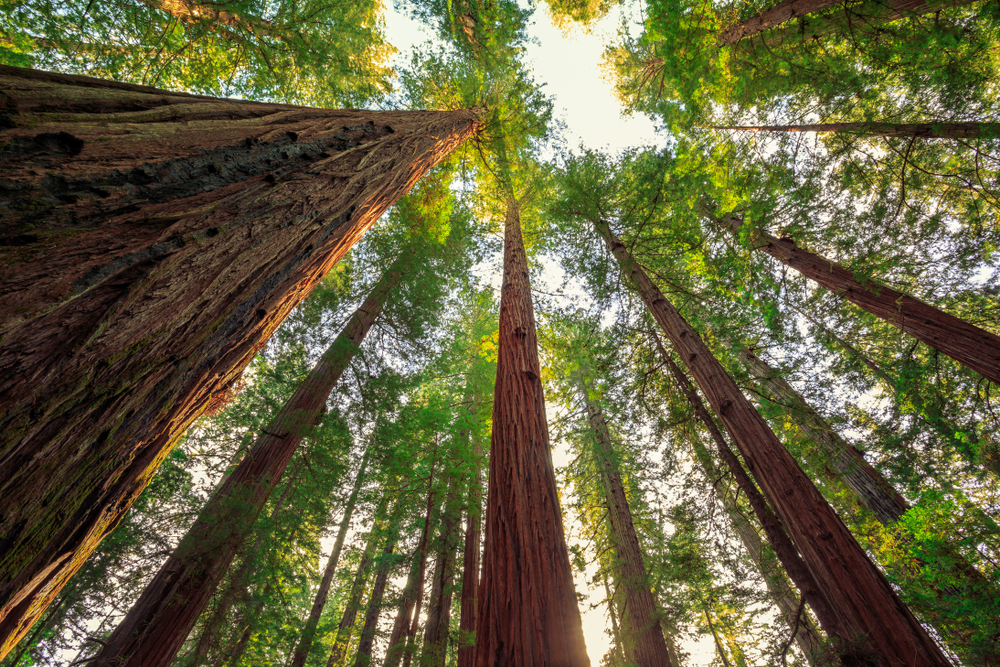 Bildkomposition: Techniken die deine Foto Komposition hervorheben | Luminar Neo Blog (8)