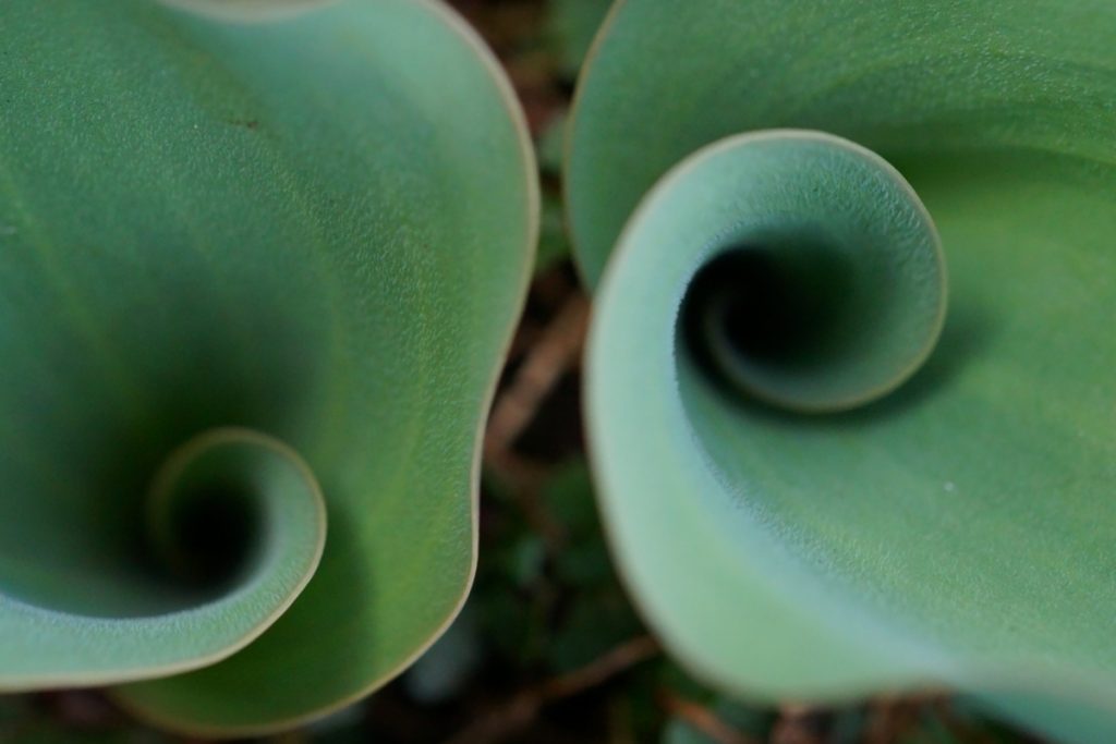 Goldener Schnitt Beispiele: Fotografie, Natur & Architektur Goldener Schnitt Beispiele: Fotografie, Natur & Architektur