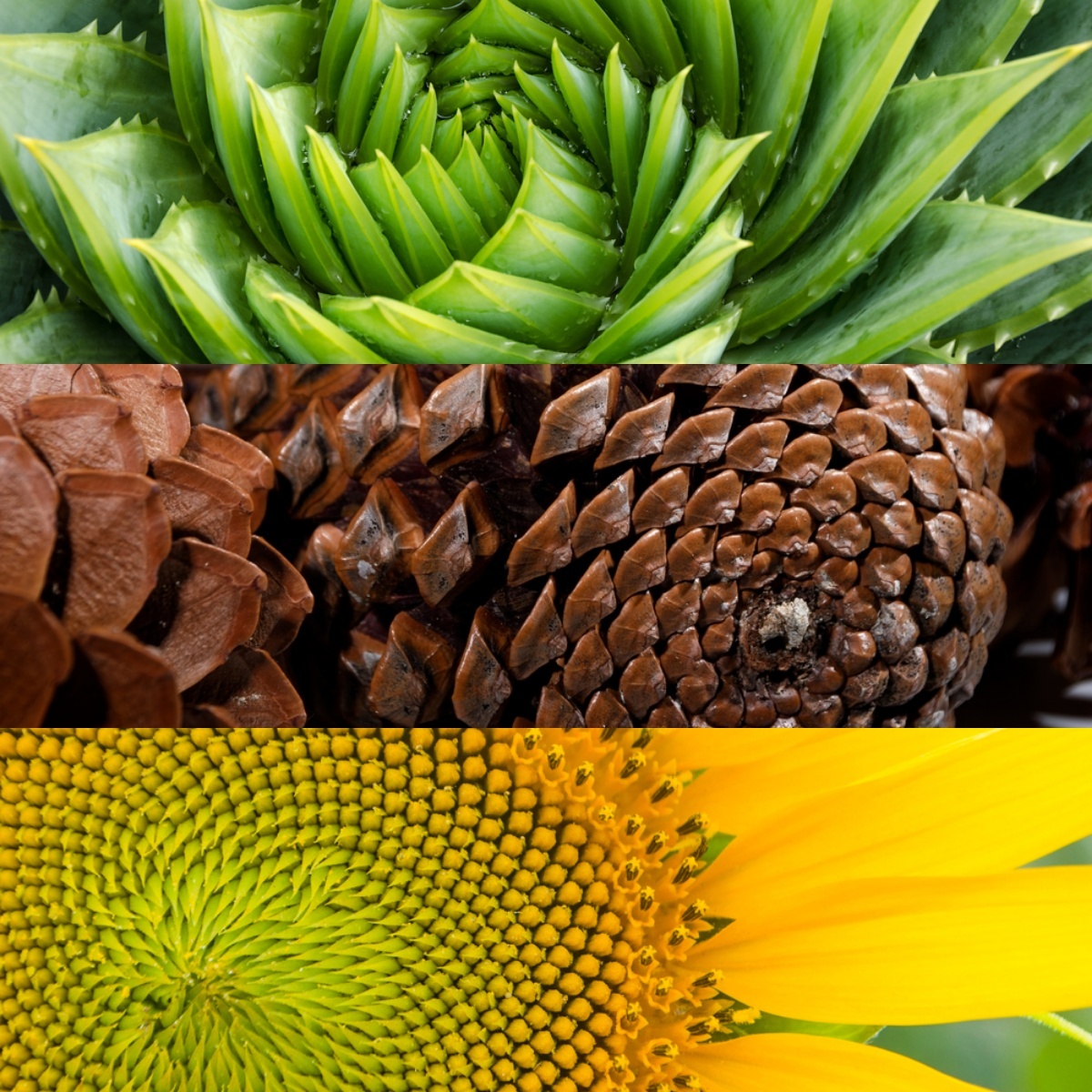 Grüne Pflanze, Tannenzapfen und Sonnenblume | Luminar Neo Blog 