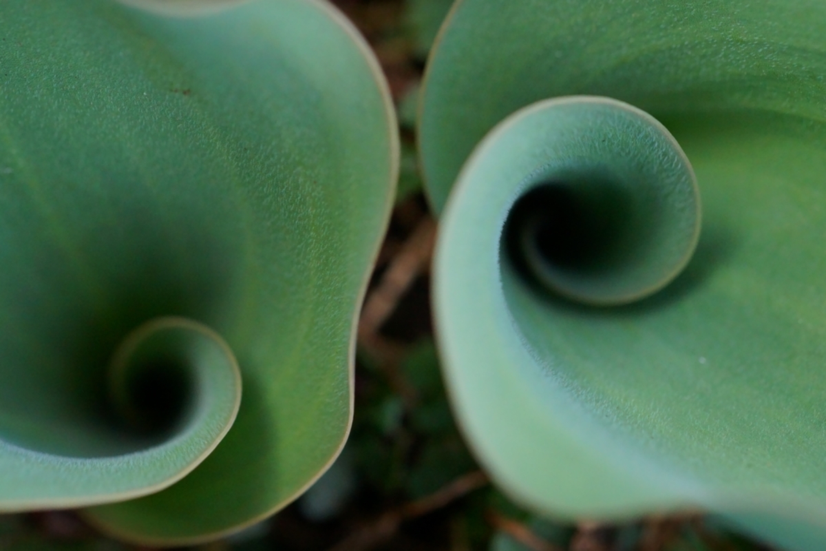 Gekräuselte grüne Blätter einer Pflanze | Luminar Neo Blog