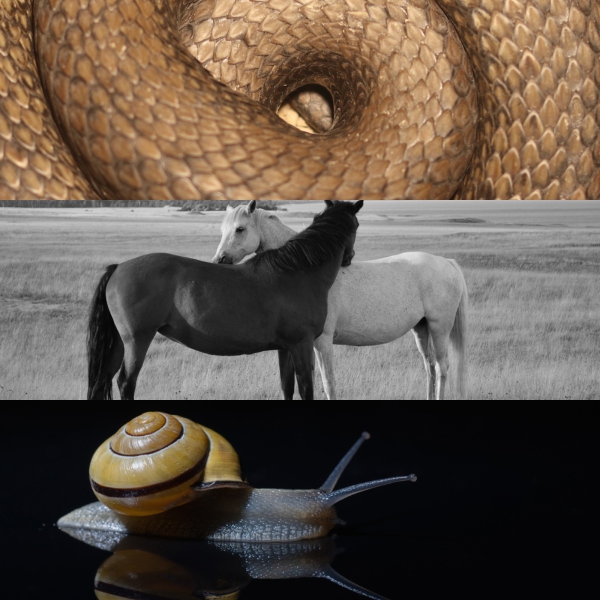 Schlange, Pferd und Schnecke | Luminar Neo Blog