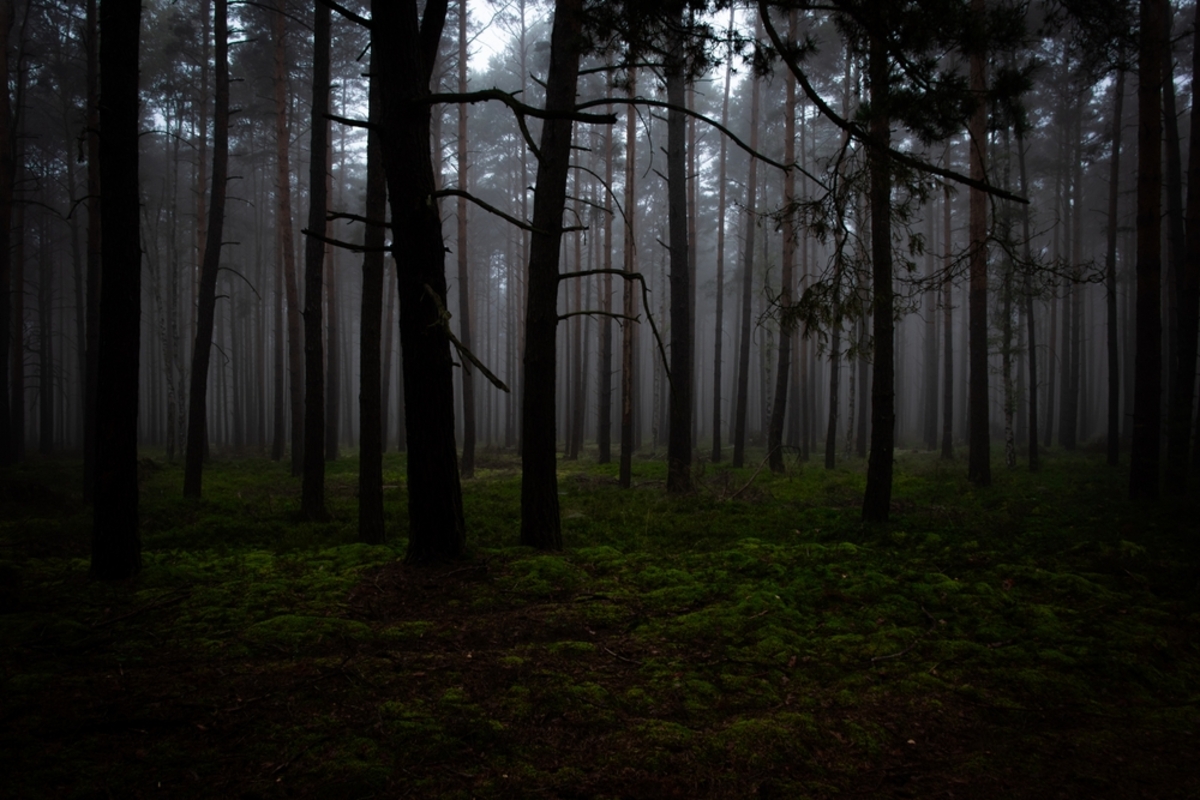 Dunkler nebliger Wald | Luminar Neo Blog