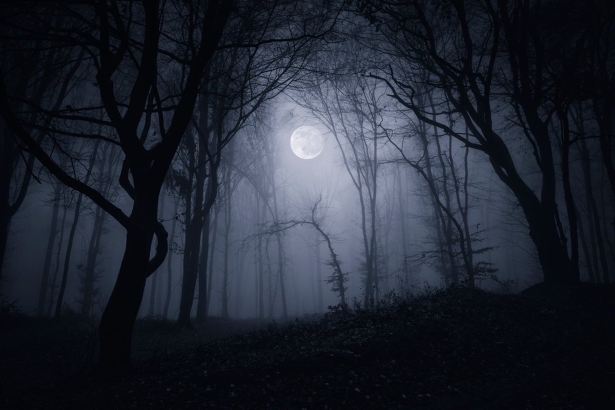Nebliger Wald mit Mond | Luminar Neo Blog

