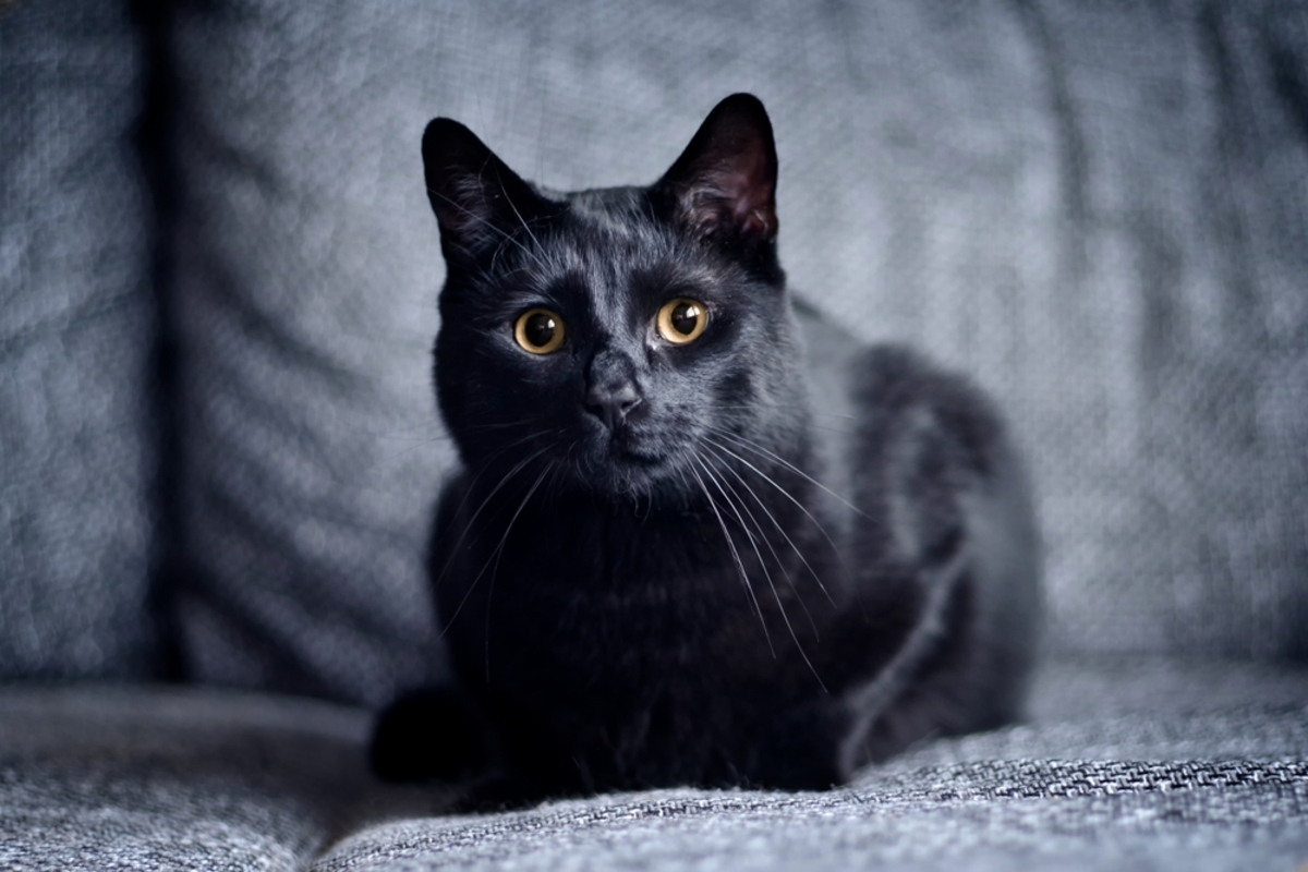 Schwarze Katze auf dem Sofa | Luminar Neo Blog

