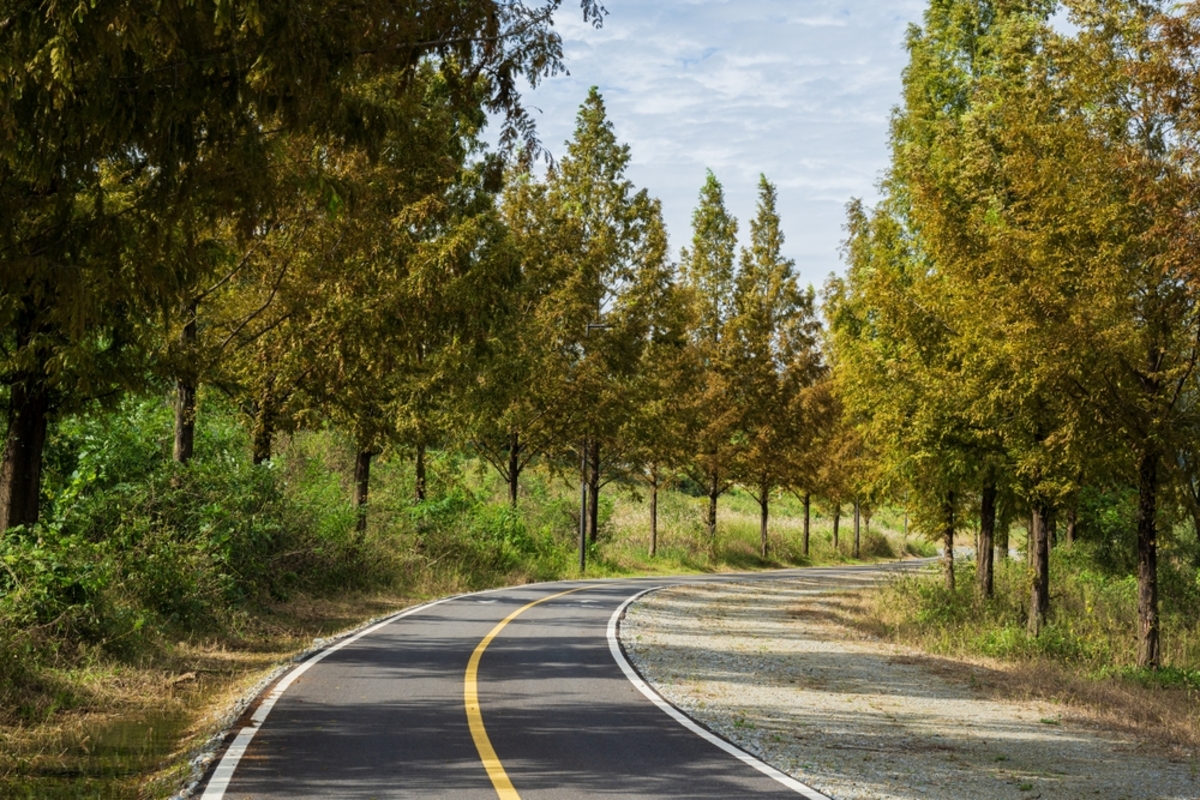 Straße mit Bäumen | Luminar Neo Blog

