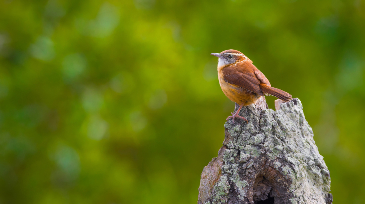 Foto eines Vogels unter Anwendung der Drittelregel | Luminar Neo Blog

