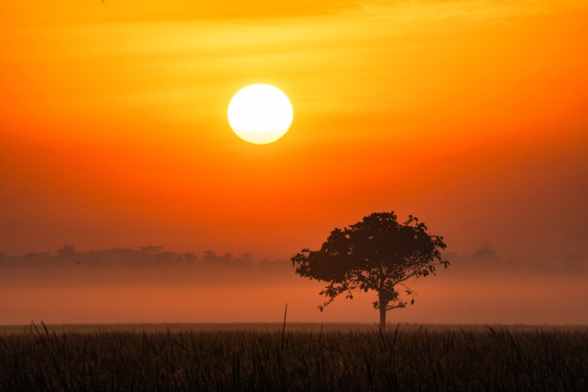 Baum bei Sonnenuntergang | Luminar Neo Blog