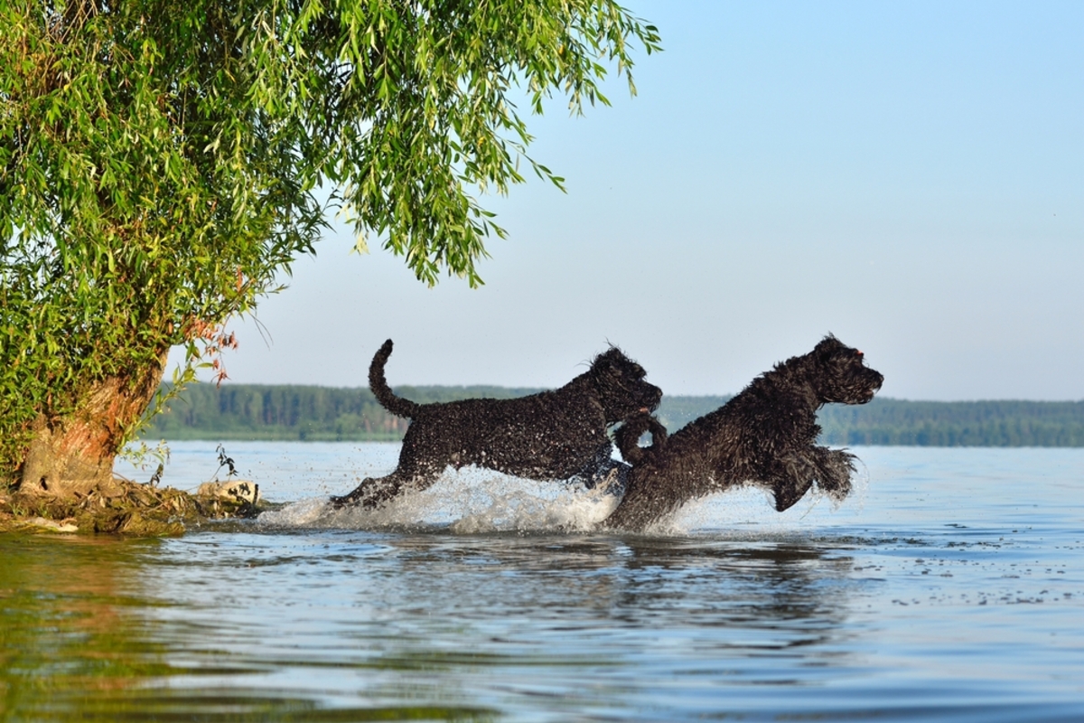 Hunde rennen ins Wasser | Luminar Neo Blog