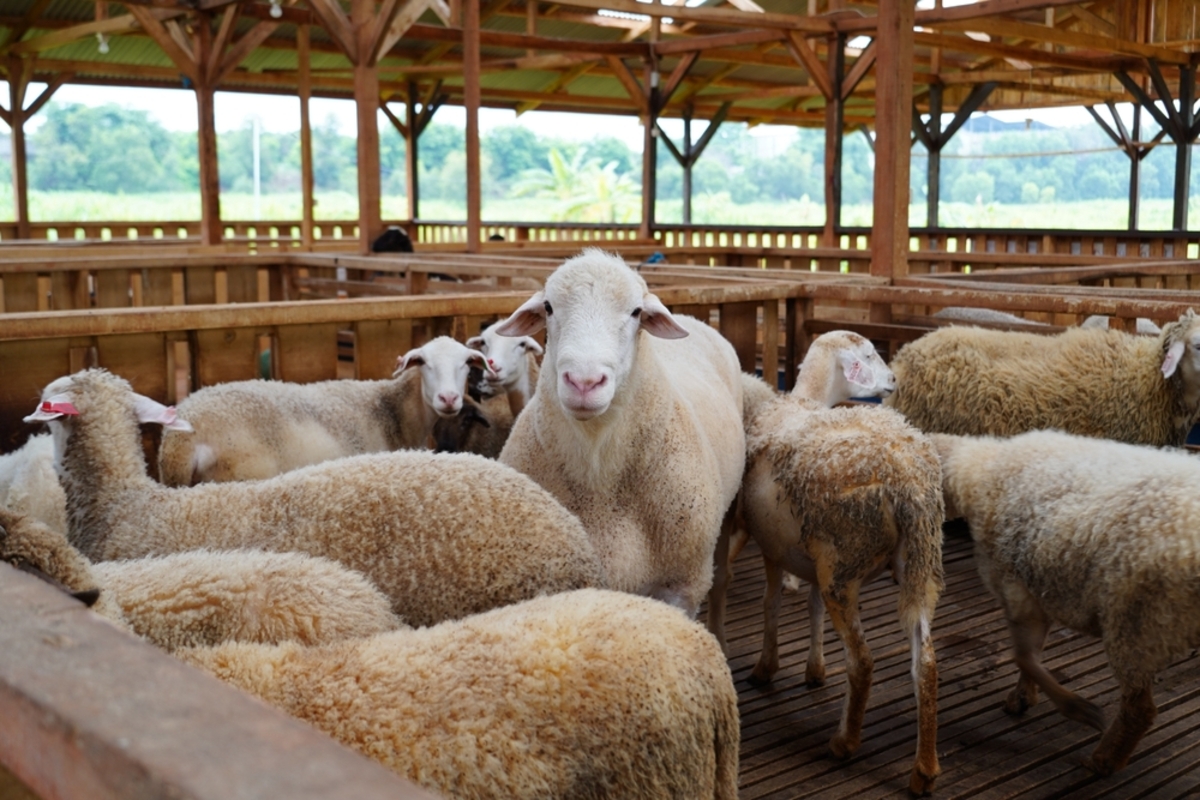 Eine Schafherde in einem Gehege | Luminar Neo Blog