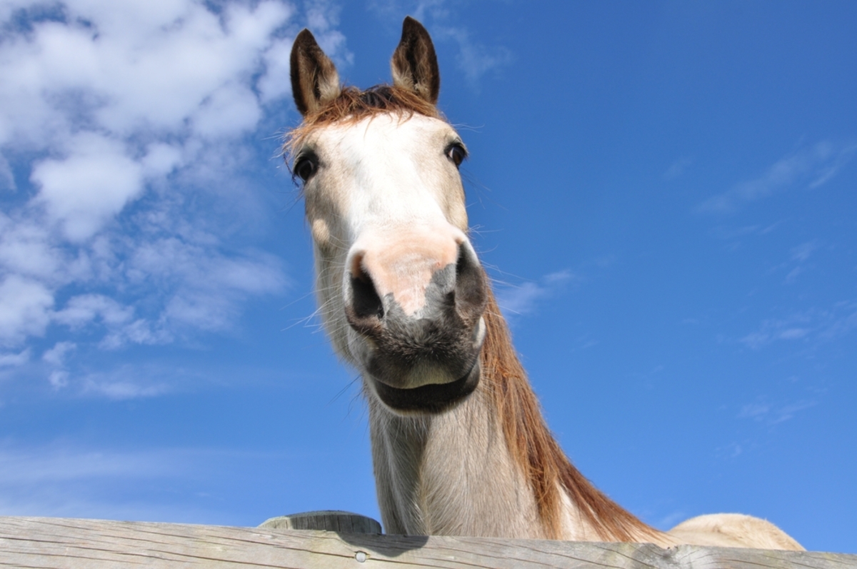 Ein Pferd aus nächster Nähe | Luminar Neo Blog