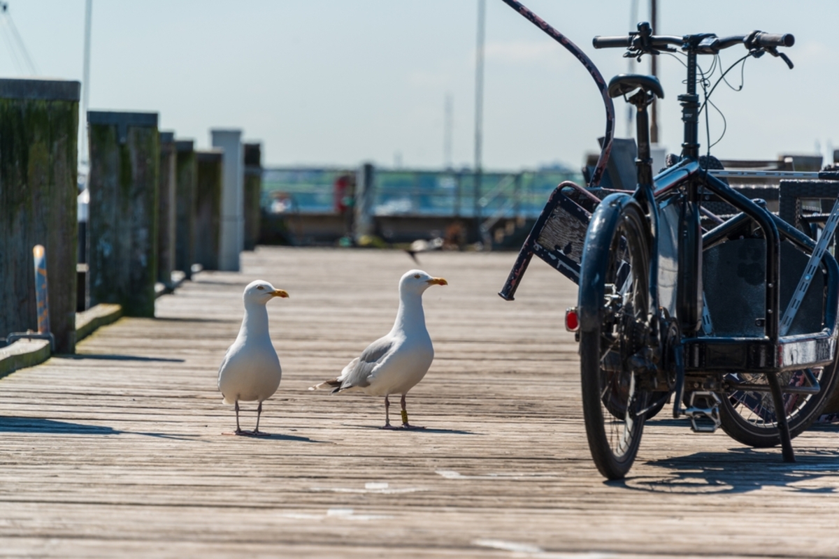 Möwen auf der Mole | Luminar Neo Blog