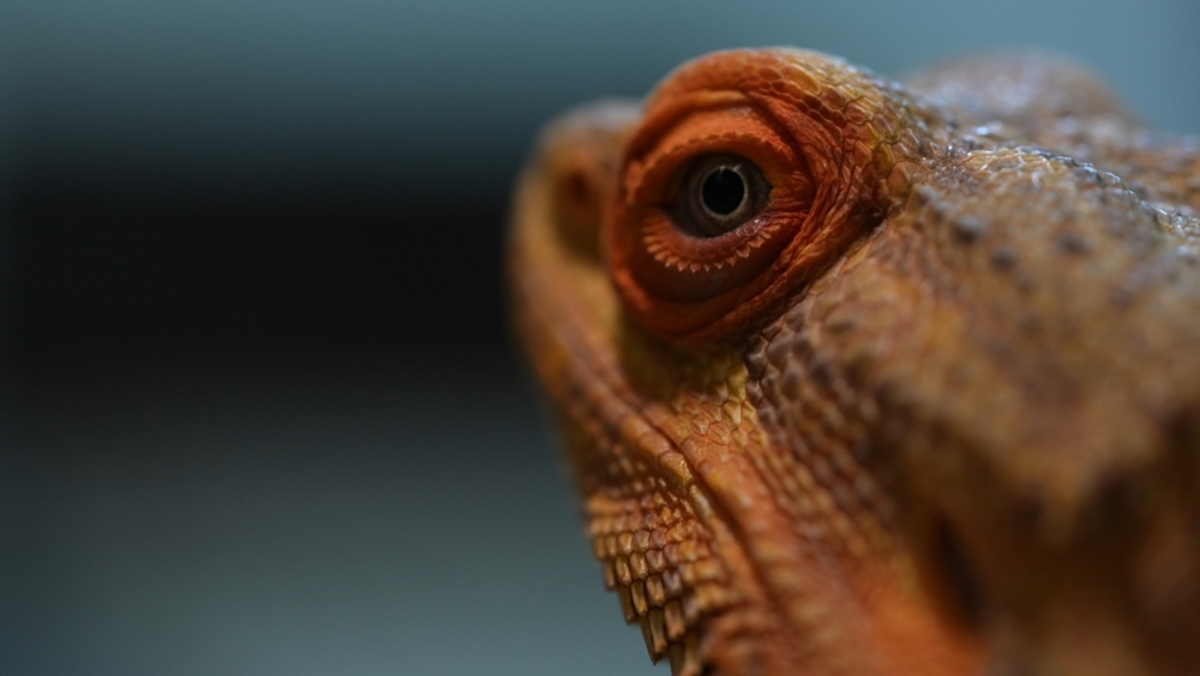 Eidechsenauge | Luminar Neo Blog