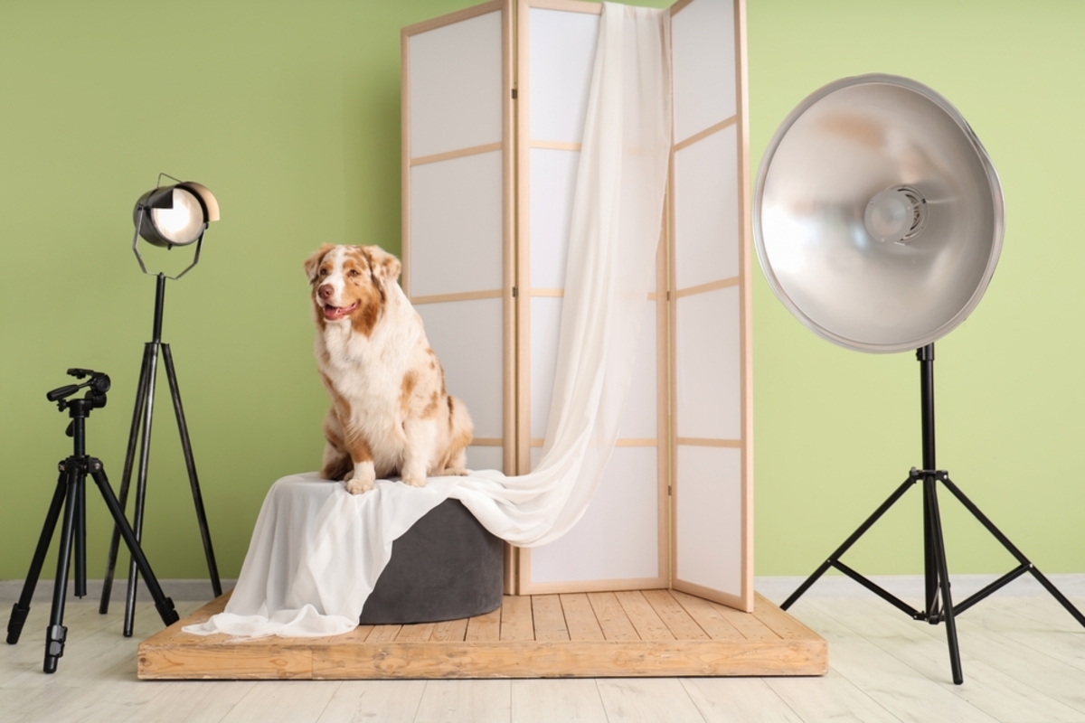 Ein Hund im Studio während eines Fotoshootings | Luminar Neo Blog