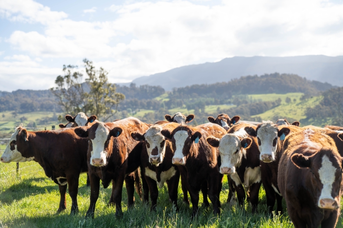 Eine Kuhherde auf einem Feld | Luminar Neo Blog