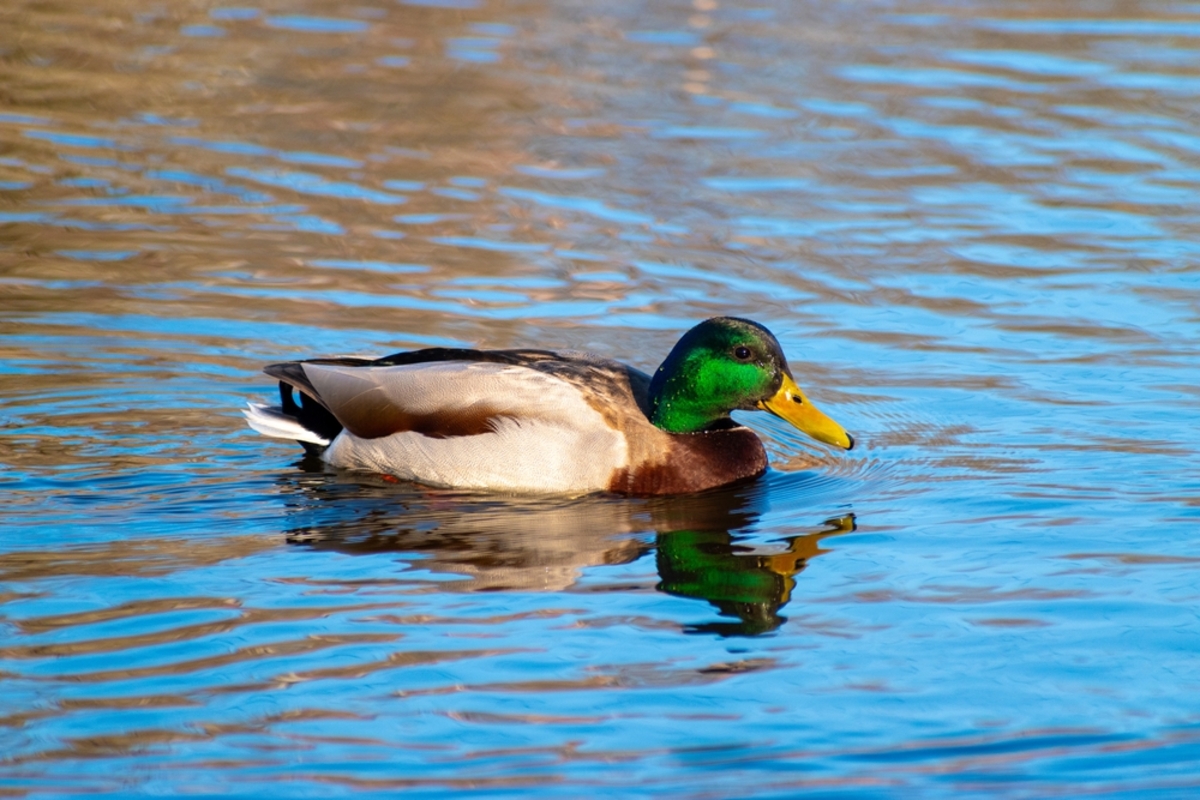 Eine Ente im Teich | Luminar Neo Blog