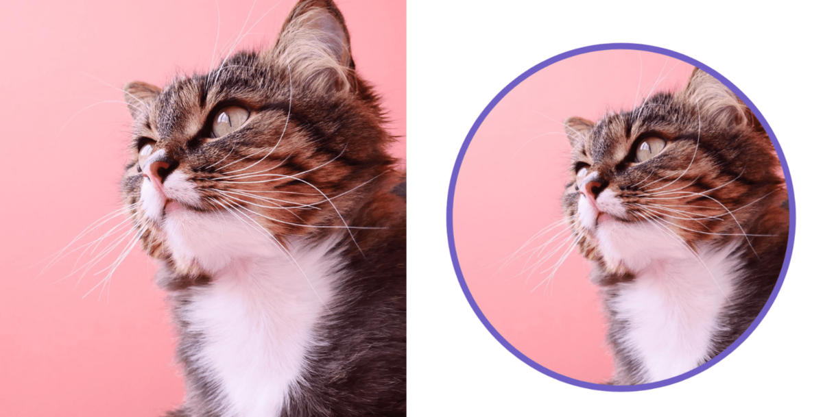 Vergleich: Guter und schlechter runder Zuschnitt bei Katze | Luminar Neo Blog