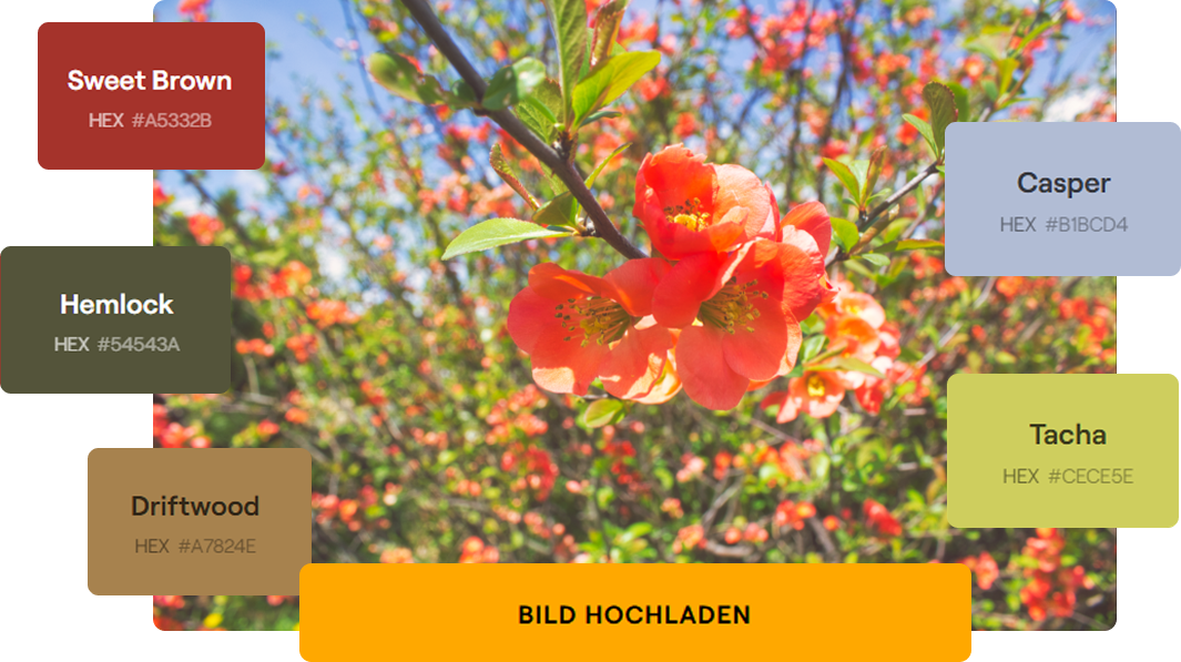 Color palette of an image