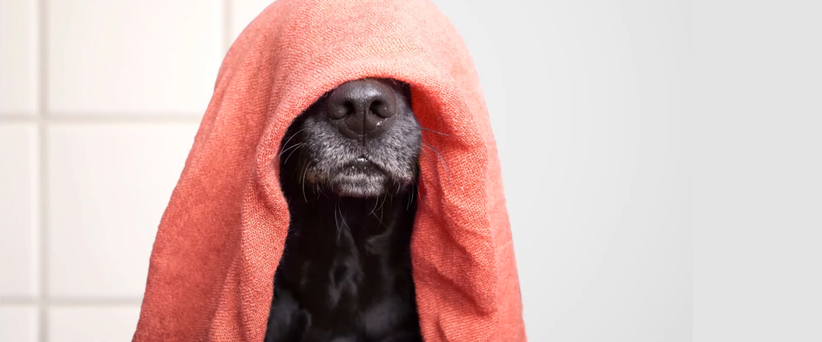 Hintergrund weiß machen: Der ultimative Guide für perfekte Fotos | Luminar Neo Blog