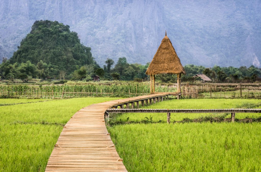 Ein geschwungener Holzsteg führt durch grüne Reisfelder | Luminar Neo Blog