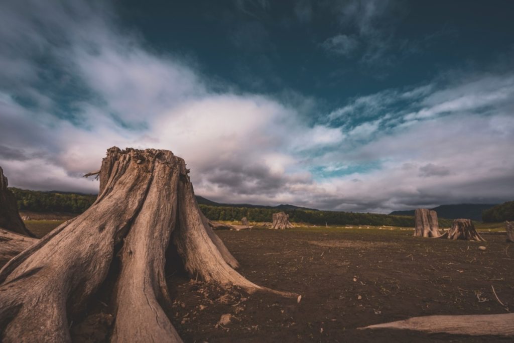Dramatischer Baumstumpf in einer weiten Naturlandschaft | Luminar Neo Blog