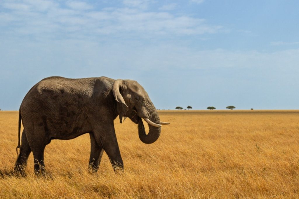 Ein Elefant wandert durch eine trockene Savannenlandschaft | Luminar Neo Blog