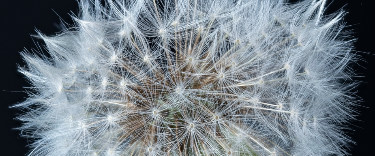 Focus Stacking | Luminar Neo Blog