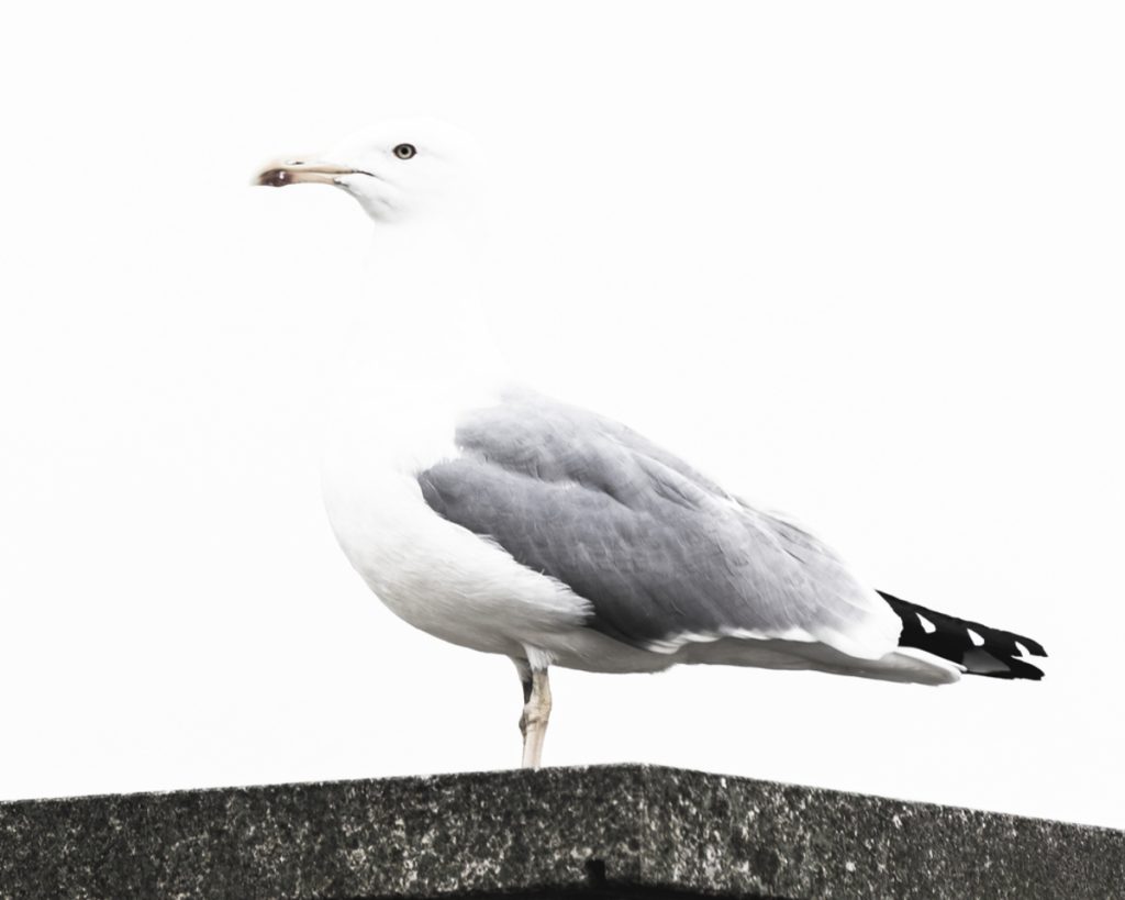 Möwe vor hellem Hintergrund | Luminar Blog