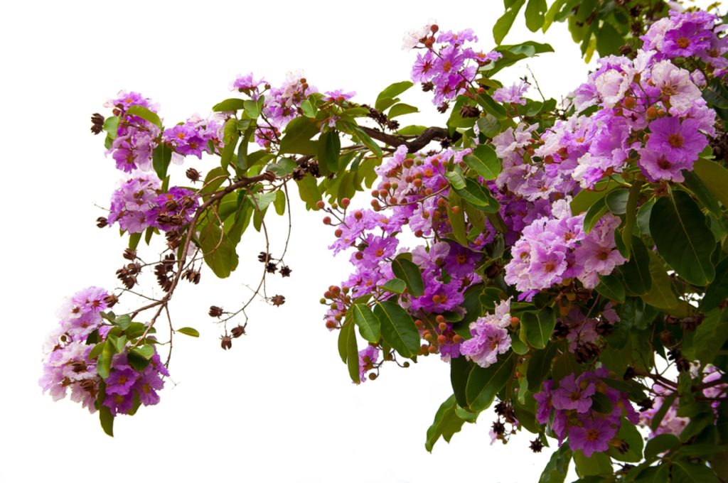 Zweig mit blühenden rosa-violetten Blüten auf Weiß | Luminar Blog