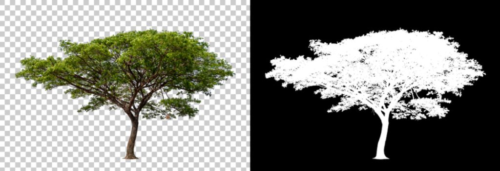 Baum auf transparentem Grund und seine weiße Maske | Luminar Blog